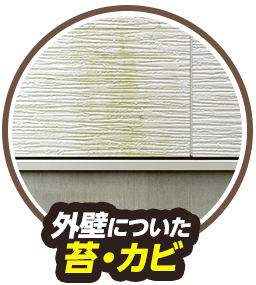 外壁についたカビ