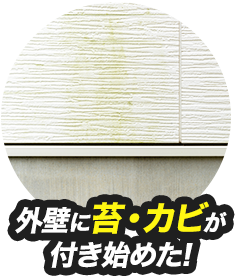外壁にカビが付きはじめた